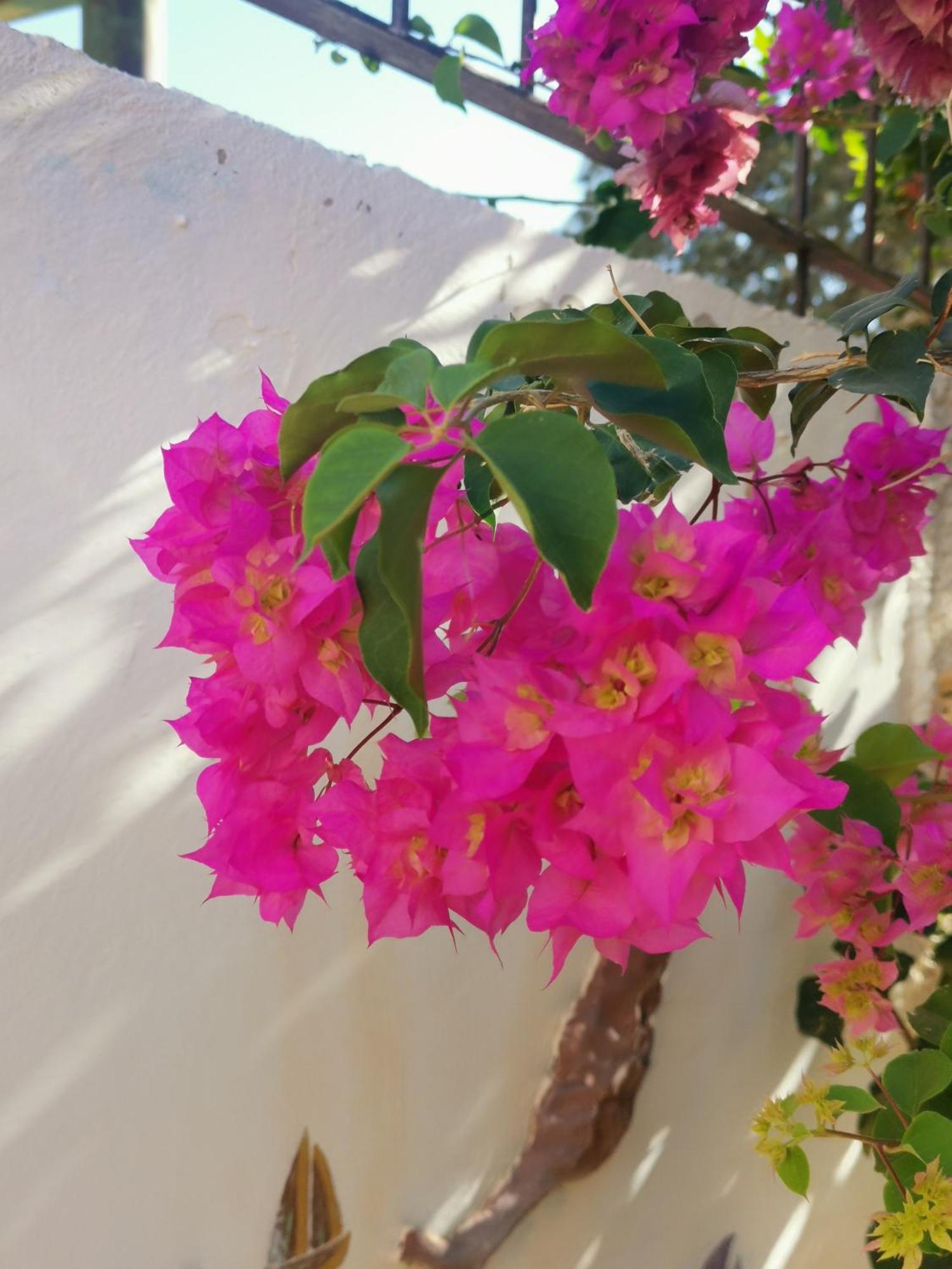 Eden Guesthouse Sardina Buitenkant foto