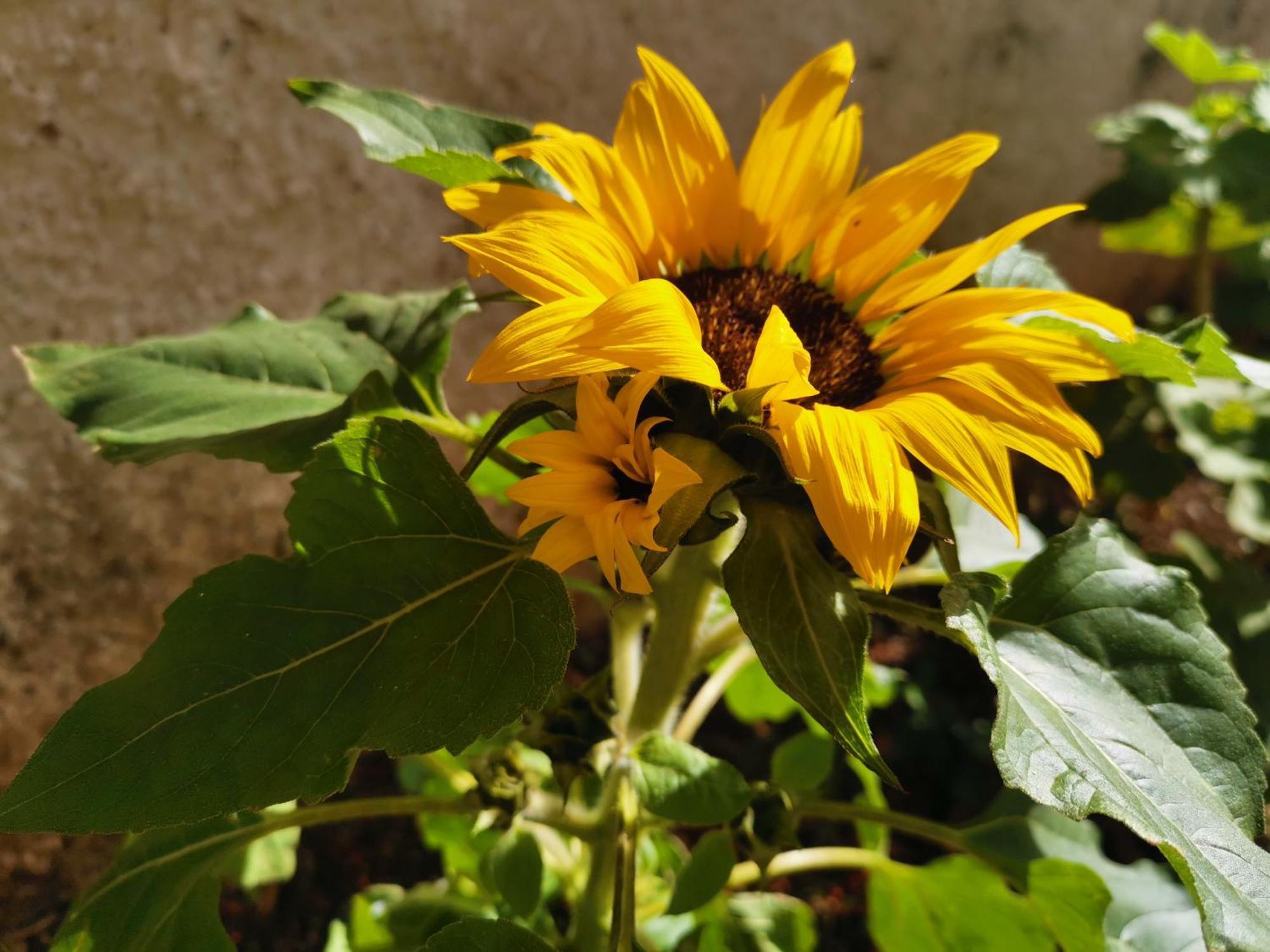Eden Guesthouse Sardina Buitenkant foto